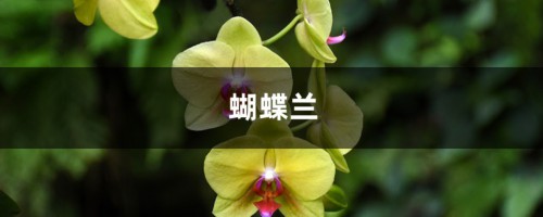 蝴蝶兰开完花就扔？真傻！像我这么养，年年冬天都能开！